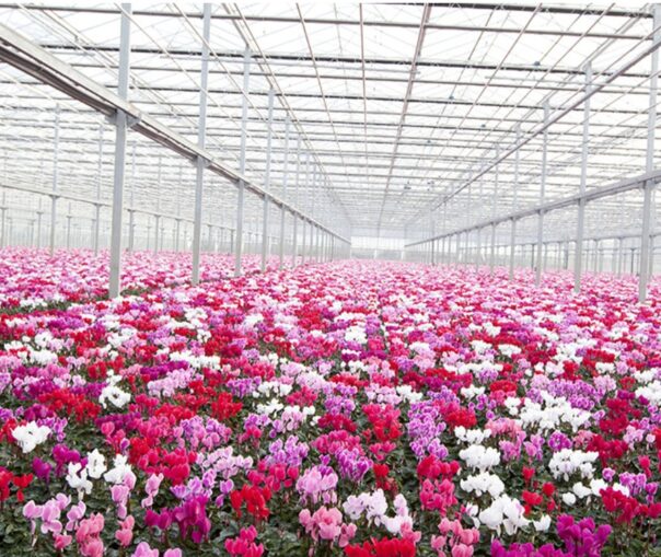 Blumen