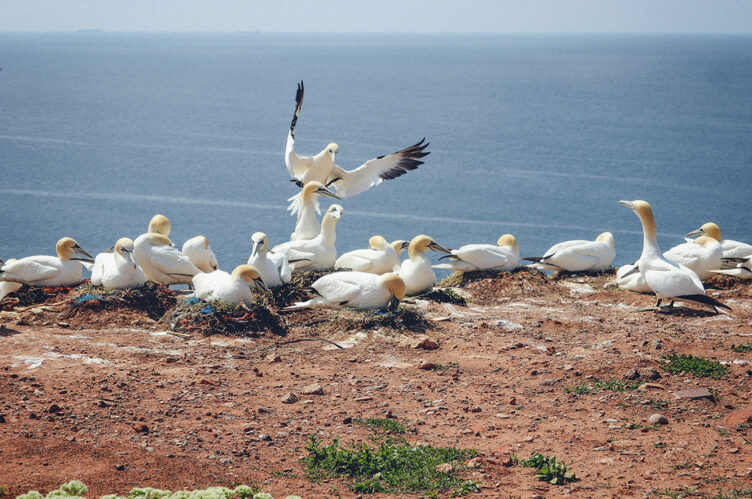 Helgoland</br> 05.07.2025
